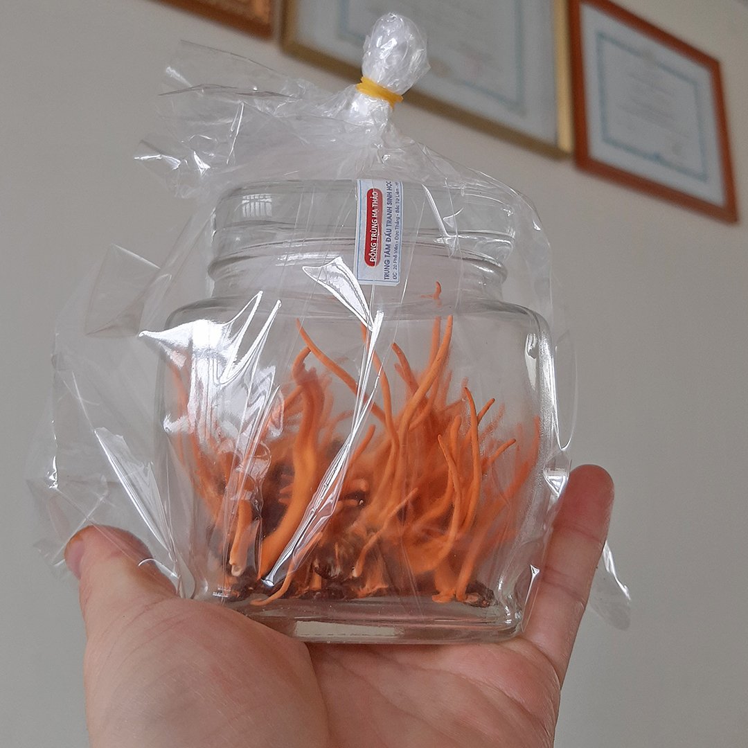 Đông trùng hạ thảo nguyên con tươi
